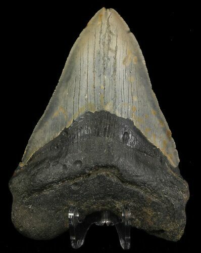 Megalodon Tooth - North Carolina #67277